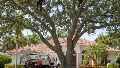 Tree service crew trimming trees in Boca Raton, FL for residential property maintenance
