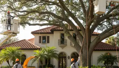 Tree trimming crew serving Boca Raton, FL for professional tree care and maintenance