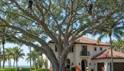 Professional tree trimming service in Boca Raton, FL for healthy, well-shaped trees