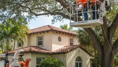 Tree service crew trimming trees in Boca Raton, FL for safe, professional property care