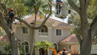 Tree trimming crew serving Boca Raton, FL for professional tree care and maintenance