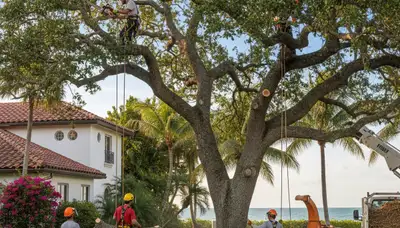 Tree trimming crew serving Boca Raton, FL for safe, professional tree care