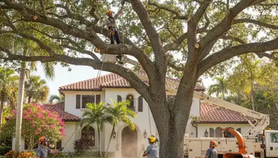 Tree trimming crew serving Boca Raton, FL for safe, professional tree care