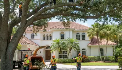 Tree service crew trimming trees in Boca Raton, FL for safe, professional landscape care
