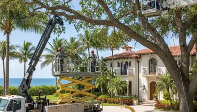 Professional tree trimming service in Boca Raton, FL for safe, precise tree care