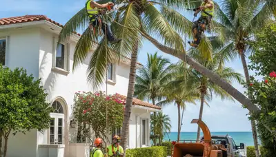 Tree service crew trimming trees in Boca Raton, FL for safe, professional landscape maintenance