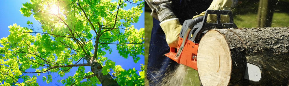 Tree Services Fort Lauderdale